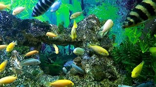 Khám Phá Thủy Cung Vinpearl Land Nha Trang Ngắm Các Sinh Vật Biển