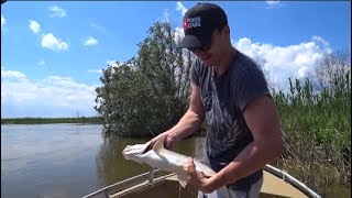 Рыбалка в Астрахани. Попали на клёв жереха. Балыкование жереха.