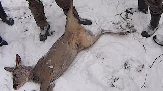 Как освежевать косулю, как снять шкуру с косули, как разделать косулю