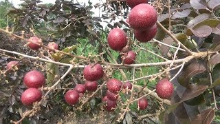 Sông nước - miệt vườn: Nhãn tím Sóc Trăng