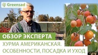 Хурма американская. Особенности, посадка и уход