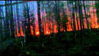 Низовой пожар Пермский край 09.08.2010