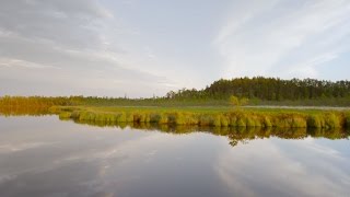 Без комментариев. Васюганские болота 4 | Живая Планета