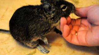 Дегу Вертушка и платочки (Degu Vertushka and the Tissues)
