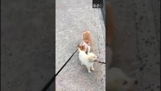 강아지 인사는 똥꼬 냄새를 맡는거란다 [유준호 더빙]
