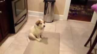 Teaching our puppy Pacino how to catch
