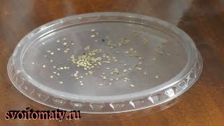 Картофель из семян, первые ошибки