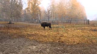 Окский заповедник. Посещение зубрового питомника