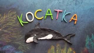 Косатка. Orcinus orca.  Пластилиновый познавательный мультфильм.