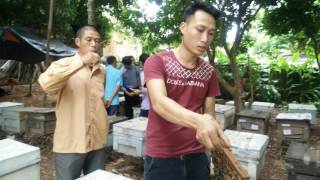 Tập Huấn Thụ Tinh nhân tạo ong mật
