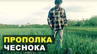 Прополка чеснока. Культиваторы для прополки