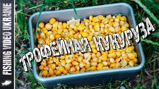 Кукуруза для трофейной рыбы | Ферментация кукурузы | 1080p | FishingVideoUkraine