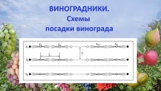 Виноградники  Схемы посадки винограда