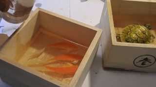 Art 3D Goldfish Painting Tutorial