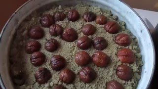 Выращивание грецкого ореха из семян