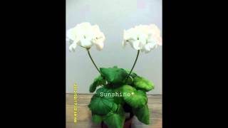 Pelargonium Multibloom White