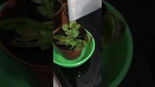 Planta carnivora venus se come abeja