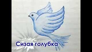 Как нарисовать голубя - уроки рисования для малышей от Варвары Зуевой