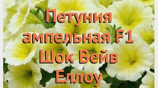 Петуния ампельная Шок Вейв Еллоу ? обзор: как сажать, семена петунии Шок Вейв Еллоу