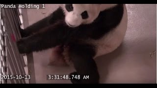 Toronto Zoo Giant Panda Gives Birth.