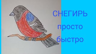 ?СНЕГИРЬ Как нарисовать птицу. Урок рисования BULLFINCH. To draw  Bird. Wie malt man Vogel. Gimpel.