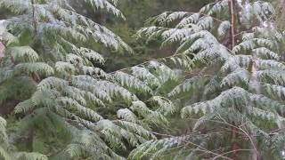 Pacific redcedar / Туя складчатая / Thuja plicata