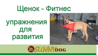 Щенок  правильное развитие фитнес Упражнения для щенка