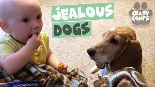 Jealous Dogs Want Attention Compilation | Cute Dogs 2018