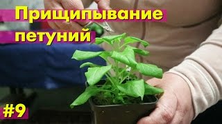 Первая прищипка петуний 2017 ?