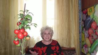 Какие томаты выбрать на 2021 год? Что нужно учесть? 