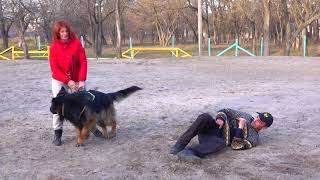 ?Дрессировка Немецкой овчарки Нельсона. German Shepherd.