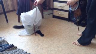 Ну эти.... КОТЯРЫ! :)
