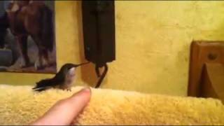pet hummingbird