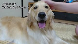 たれ耳そうじ中 ゴールデンレトリバー ルル