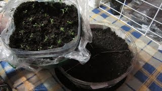 Пикирование  рассады картофеля, посев капусты и астры на рассаду.