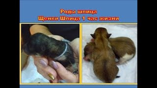 ЩЕНКИ ШПИЦА. РОДЫ СОБАКИ ШПИЦ. КАК РОЖДАЮТСЯ ШПИЦЫ. ВЕС ПРИ РОЖДЕНИИ