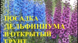Посадка дельфиниума в открытый грунт. Сделаем это правильно!