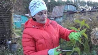 Размножение гортензии черенками. Сайт "Садовый мир"