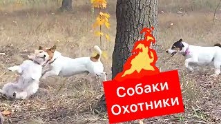 Собаки для охоты