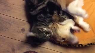 Вот така любофф! Кот и собака