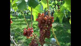Мой виноградник 29.07.2019.