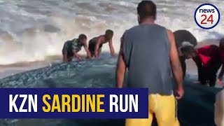 Sardine run 2018: Silvery sardines cause much excitement along KZN coast