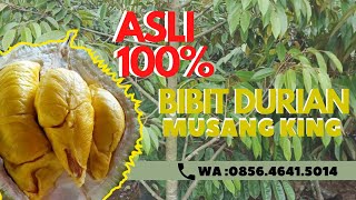 Bibit durian musang king kirim ke kalimantan