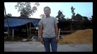 โคพันธุ์ดี  สายพันธุ์บราซิล
