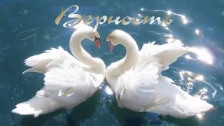 Любовь и верность. Красивое видео. Лебединая верность