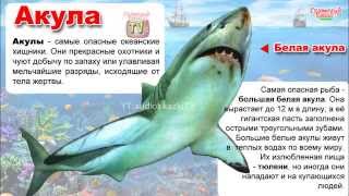 Энциклопедия для детей. Акулы, рыба-молот, альбатрос. Encyclopedia for Children