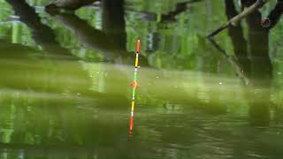 Поклёвка на поплавок, Рыбалка на озере, карась. Fishing озеро Карасун город Краснодар