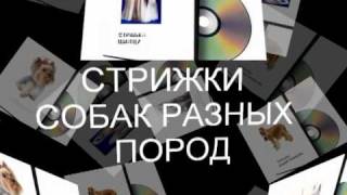 ОБУЧЕНИЕ СТРИЖКЕ СОБАК, GROOMING