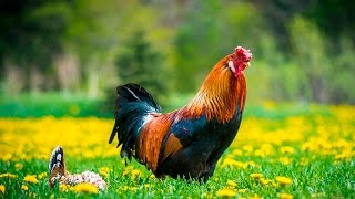Free Range Chickens doing what they do... Best Breeds and varieties... organic