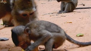 First time Old thin Mother give.... to baby Lori| Small baby Lori hungry so much.